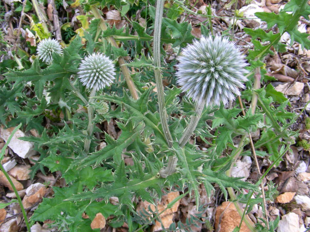 BIG  BANG ... in un fiore Echinops sphaerocephalus